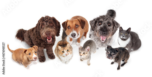 Isolated group of dogs and cats looking up.  Funny high angle view of cats and dogs sitting happy and smiling faces. Pet concept. Obedience training or hoping for food or treats. Selective focus.