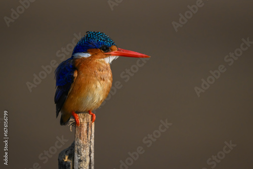 Malachite kingfisher stares right on wood post
