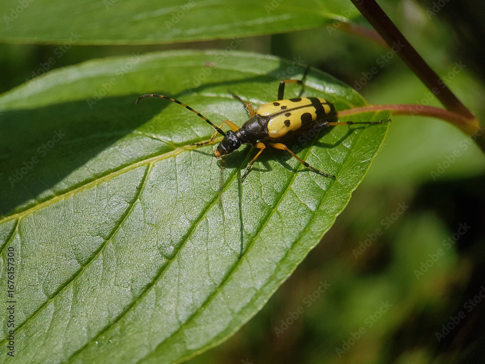 Naklejka premium long horned yellow beetle summer garden