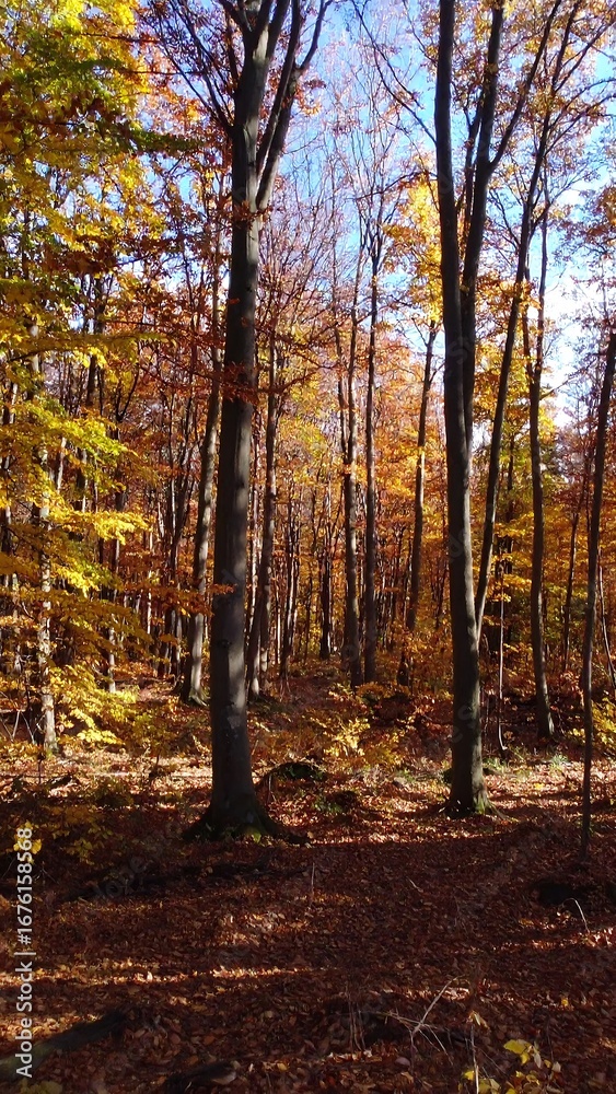 Obraz premium Autumn forest scene