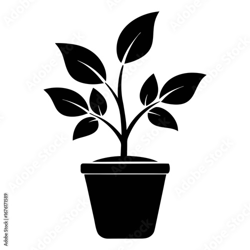 plant in pot