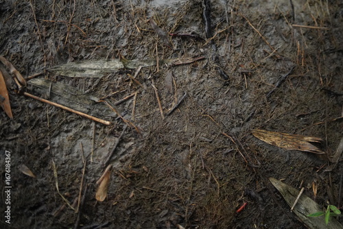 tree bark texture,tree rute texture image,soil and tree root texture