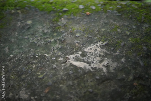 lichen on the rock,moos on the stone texture