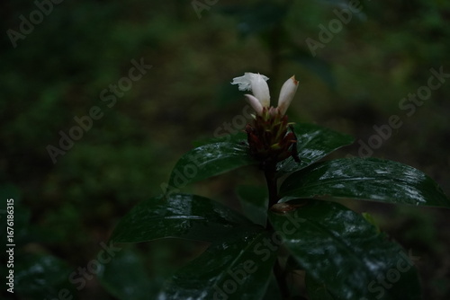 bee on a flower,white flower