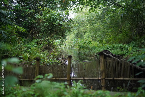 walking in the forest,forest view image