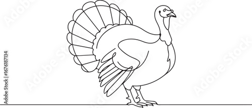 Turkey Bird Outline Drawing fowl poultry