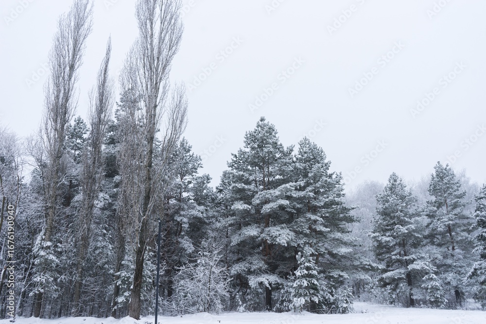 Fototapeta premium Winter Wonderland: Snow-Covered Forest Scene
