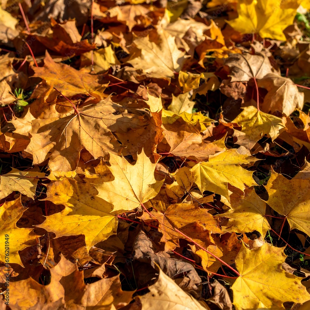 Fototapeta premium Autumn leaves carpet (2)