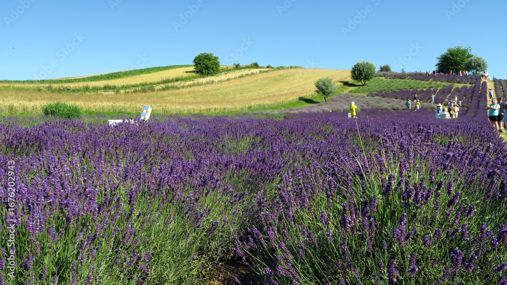 Naklejka premium Ostrów, Kraków, Poland. Ogród Pełen Lawendy, a lavender camp in full bloom