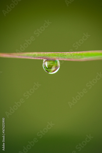 water drop on a leaf