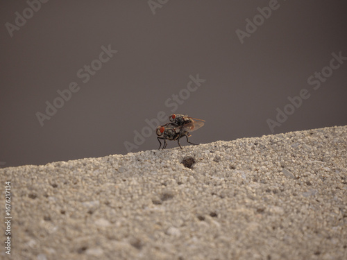 a pair of flies mating