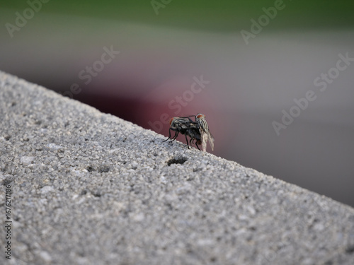 a pair of flies mating