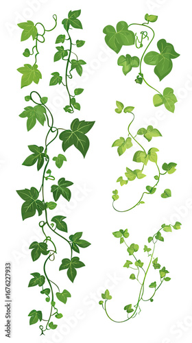 Green ivy vine climbing plants with lush leaves vector set isolated on white background in flat minimalist style for botanical design and decoration