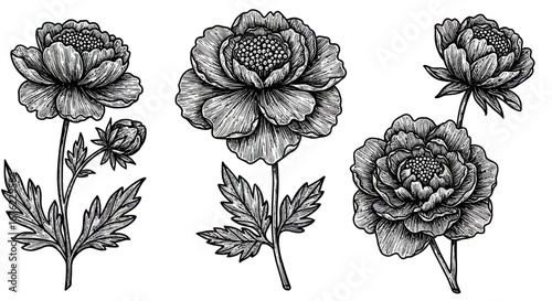 Intricate vintage peony flowers with detailed line art on white background
