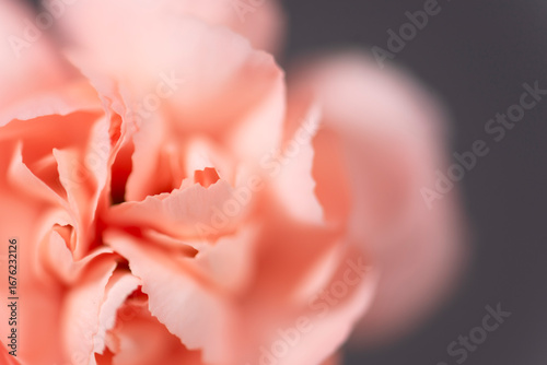 Soft Pink Carnation Flower Close-Up Against a Neutral Background