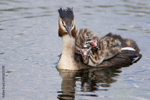 Great Crested Grebe (Podiceps cristatus) with two chicks, the Netherlands