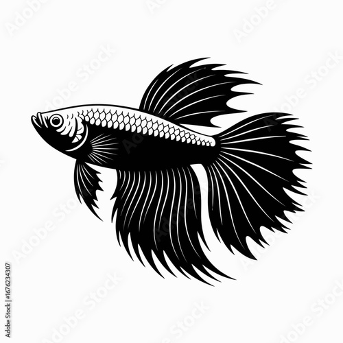 Elegant black and white illustration of a siamese fighting fish