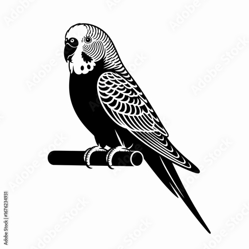 Vintage engraving style illustration of a budgerigar parrot perched on a branch