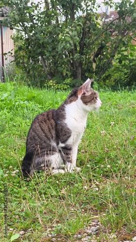 Cute domestic cat sitting in grass and looking. Domestic cat in lush meadow enjoying nature, sun, and fresh air. Concept of domestic cat for relaxation and outdoor living.