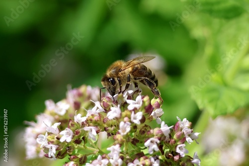 bee eating a flower