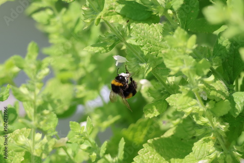 bumblebee on a flower