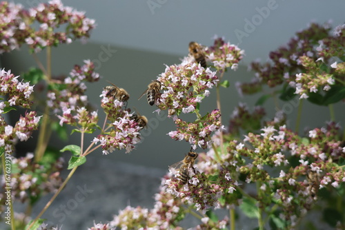 bees with flower