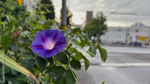 A reddish purple morning glory and the eastern sky with the rising sun