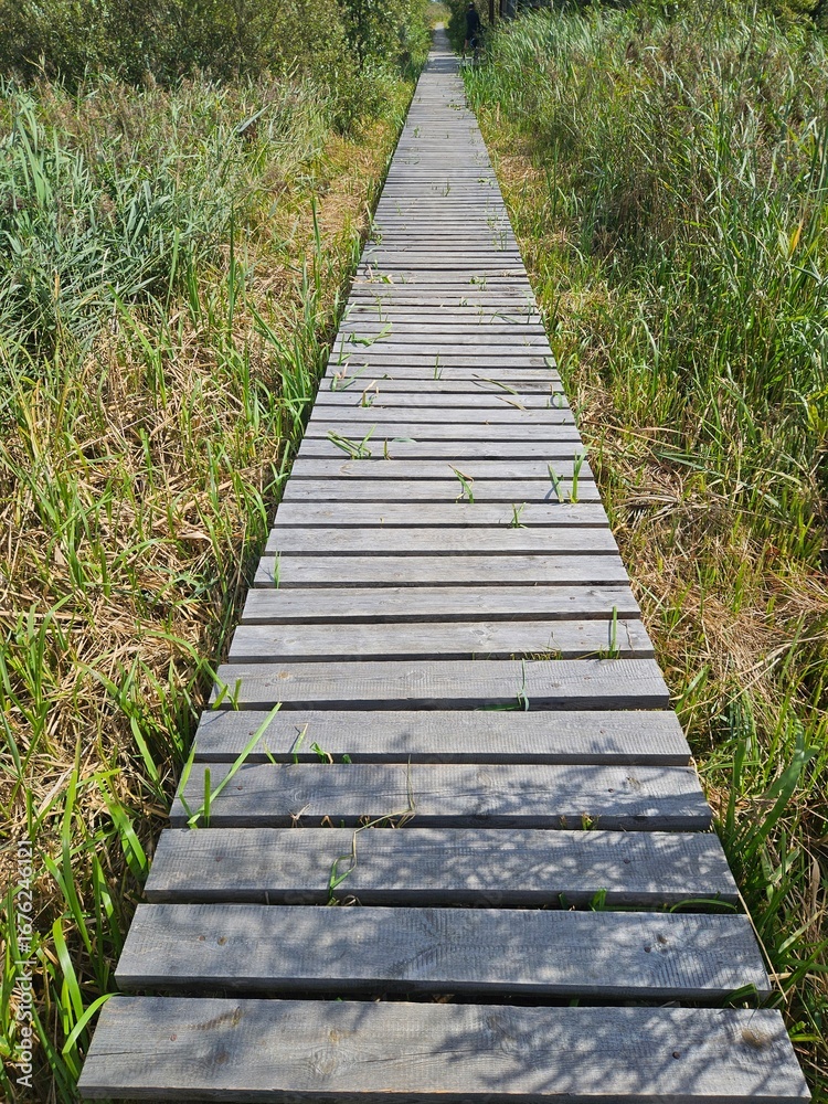 Fototapeta premium Przemkowskie bagno