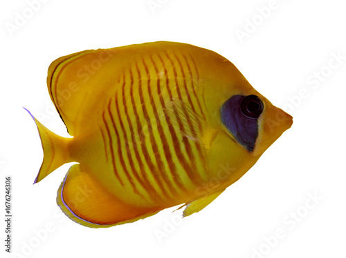 fine gold bluecheek butterflyfish isolated on white