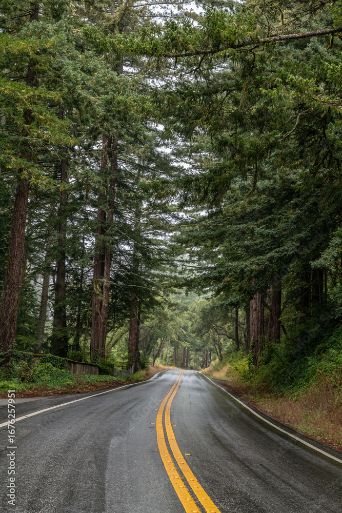 Fototapeta premium Sequoia sempervirens, family Cupressaceae (formerly treated in Taxodiaceae). coast redwood, coastal redwood and California redwood. State Route 35 (SR 35), Skyline Boulevard. Santa. Redwood City