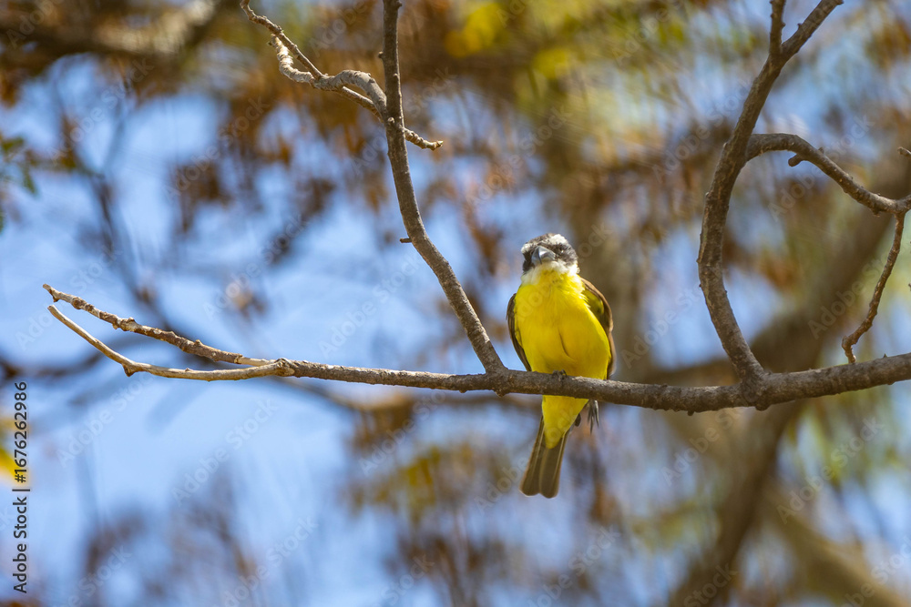 Obraz premium Bird Megarynchus pitangua known as neinei, nem nem, siriri, bentevi with a flat beak, similar to bem-te-vi