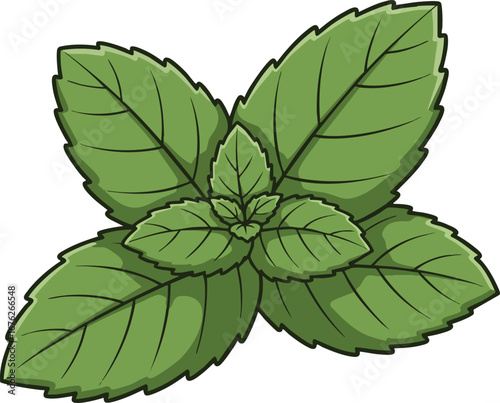 Fresh green mint leaves detailed vector illustration for herbal and culinary uses natural design element 