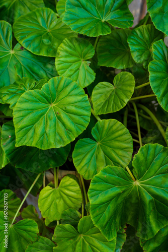 green leaves in the garden