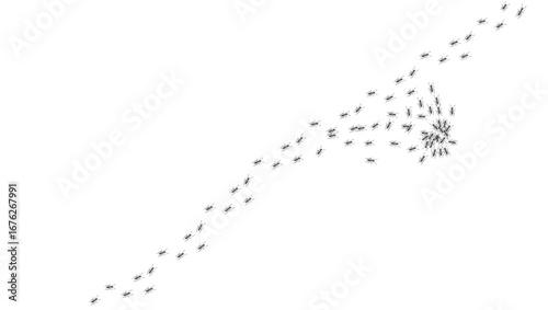 Ant trail. Walking group of black insects. Line of worker ants marching in search of food. Curve footpath of home pest isolated on transparent background. Vector
