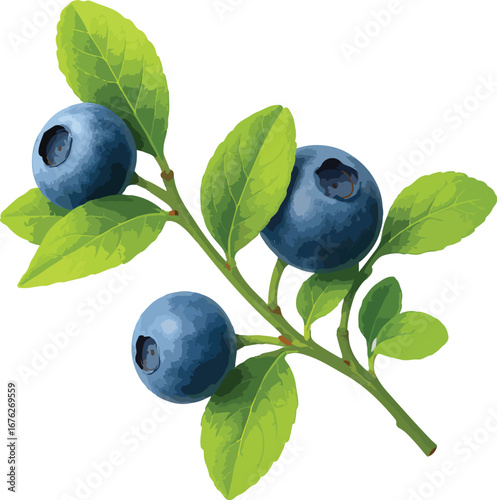 Three Blueberries on Branch with Green Leaves blue berries