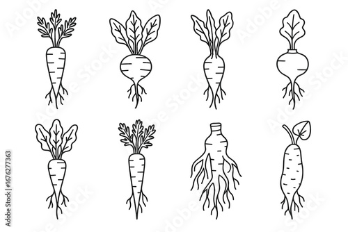 Black and white root vegetables sketches with carrots and beets