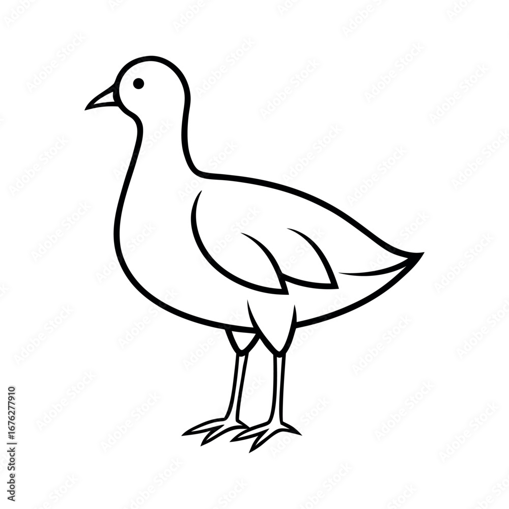 Fototapeta premium Common Moorhen Bird Outline on White Background
