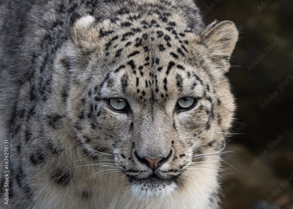Naklejka premium snow leopard portrait