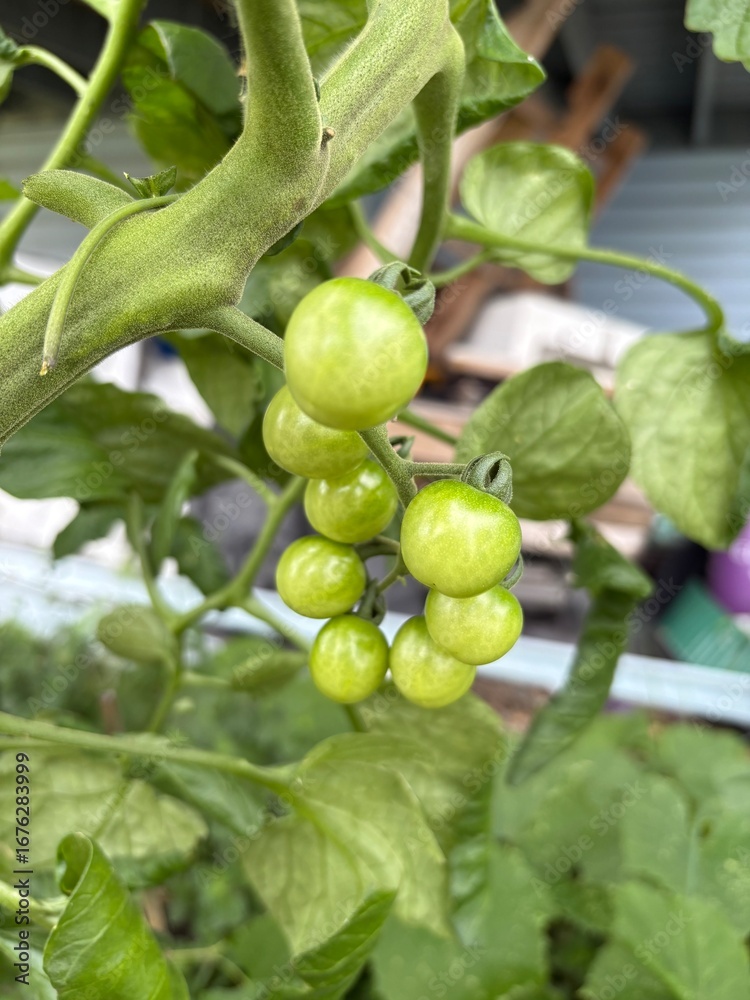 Fototapeta premium Garden filled with red ripen and green raw fresh tomatoes, big and small, growing on climbing vines in the summer, as these vegetables are ready to be harvested for food, natural and organic