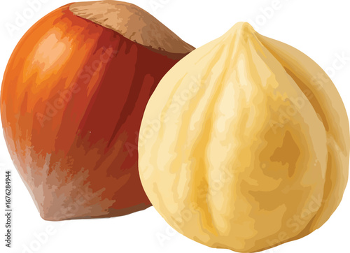 Hazelnut in Shell and Peeled Hazelnut Closeup filbert