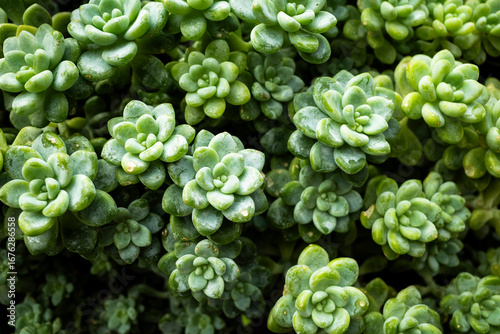 close up of a green plant