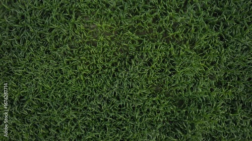 green grass background