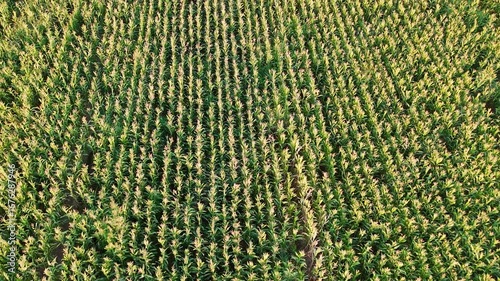 Flying over a vibrant green cornfield with a drone this 4K high-resolution footage shows the dense texture and linear patterns of the crops ideal for agricultural and nature themes