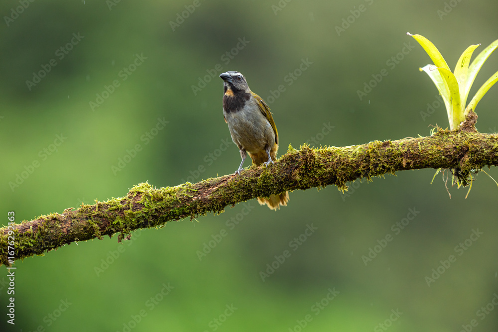 Fototapeta premium Buff-throated saltator (Saltator maximus) perched on a mossy branch in Costa Rica