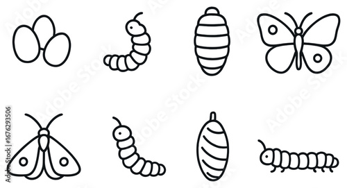 Butterfly lifecycle linear icons set. featuring egg, caterpillar, pupa, butterfly, moth symbols