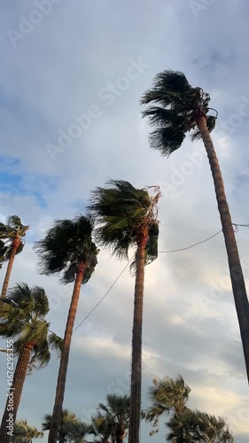 Tall palm trees sway dramatically in the wind against a cloudy sky, capturing the raw beauty of tropical weather and the power of nature in motion.