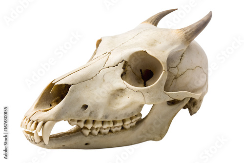 Detailed animal skull with small horns and an open jaw showing sharp teeth, isolated on a white background. Ideal for educational or historical visuals