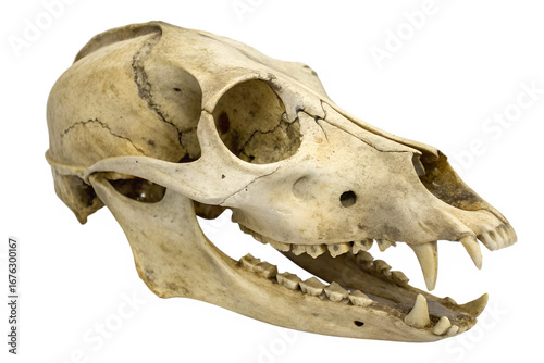Detailed side profile of an aged bear skull with formidable canine teeth, showcasing its powerful jaw structure and anatomy, isolated on a clean white background