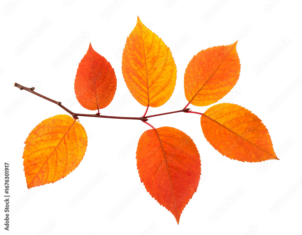 Fototapeta premium Autumn dry leaves isolated on a transparent background.