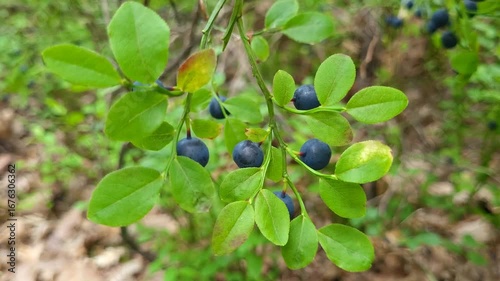 Ripe wild blueberries in the forest